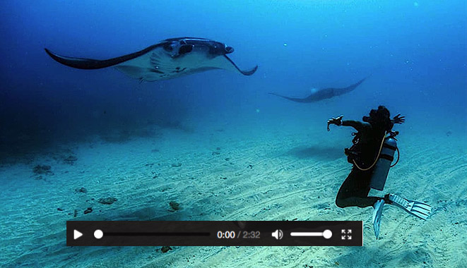 Diver Torero